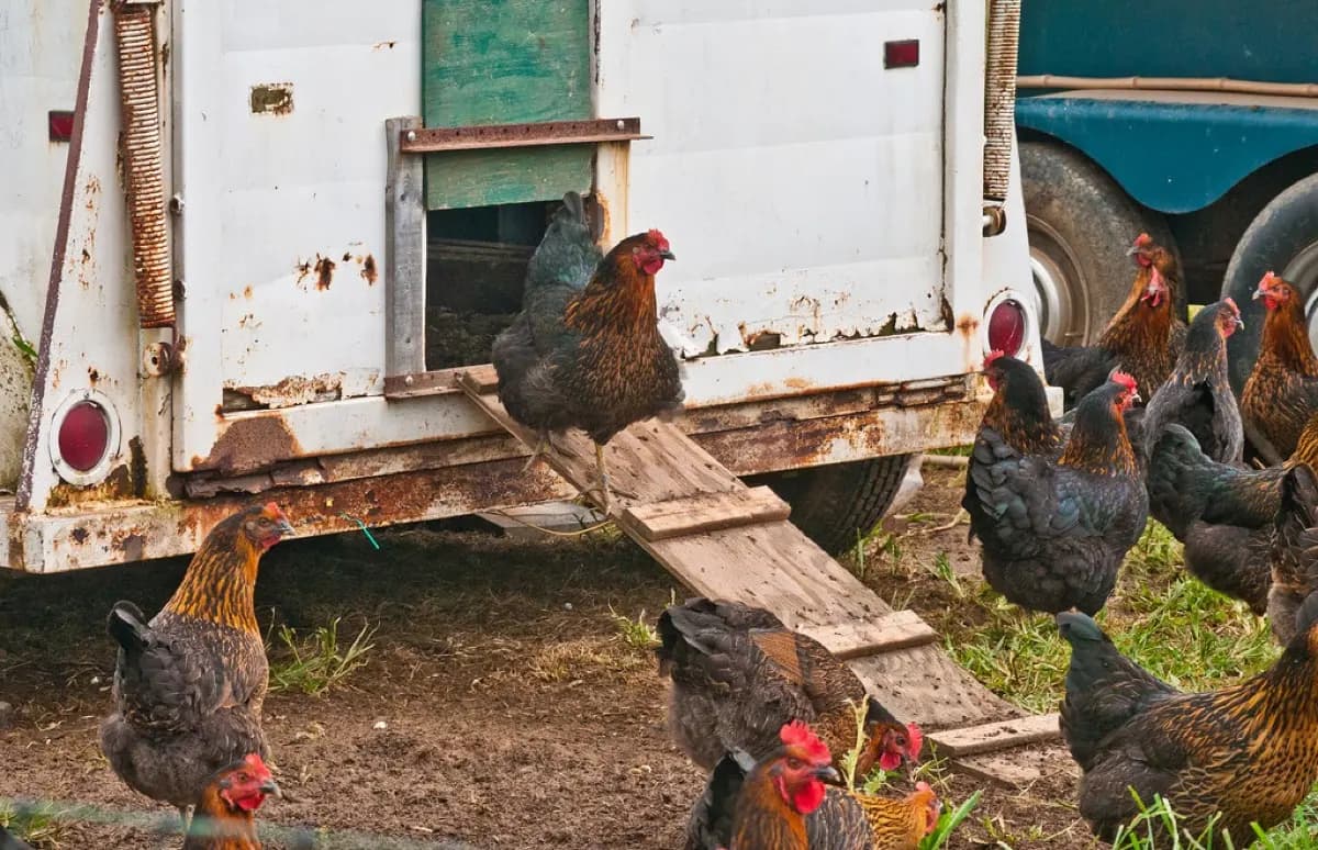Gallinas libres en una granja verificada de la red Urban Eggs