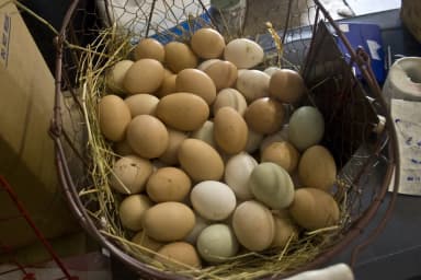 Huevos de colores de razas de granja